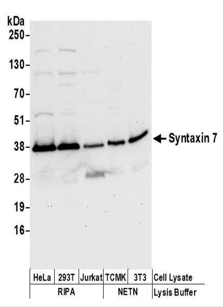 Anti-Syntaxin 7