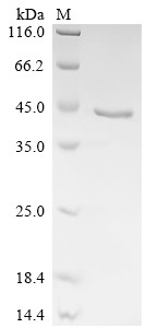Hypoxia up-regulated protein 1 (HYOU1), partial, human, recombinant