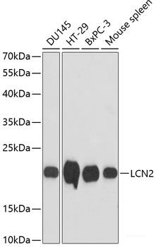 Anti-LCN2