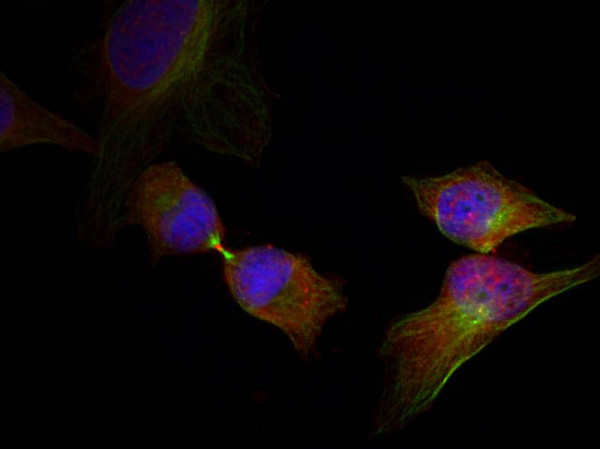 Anti-phospho-HSP27 (Ser78)