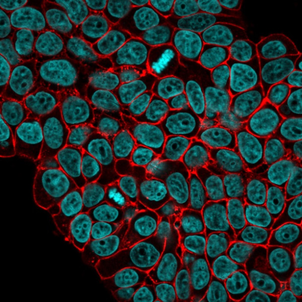 Anti-Ep-CAM / CD326(VU-1D9), CF568 conjugate, 0.1mg/mL