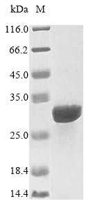 Interleukin-15 receptor subunit alpha (IL15RA), partial, human, recombinant