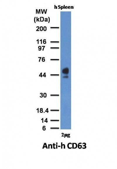 Anti-CD63(NKI-C3), CF568 conjugate, 0.1mg/mL