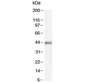Anti-CDK9 (C-Terminal Region)