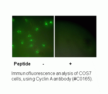 Anti-Cyclin A