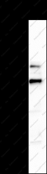 Anti-Recombinant AMPKalpha1 (Phospho Ser485), clone C172002