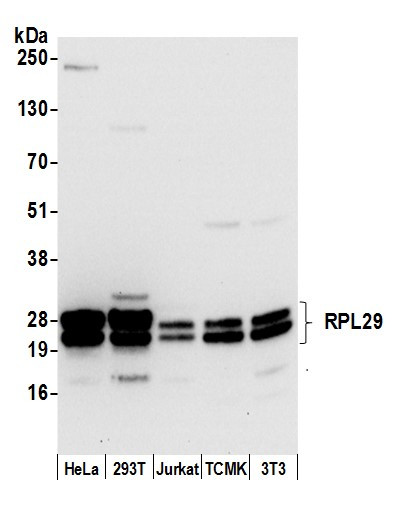 Anti-RPL29/ Ribosomal Protein L29