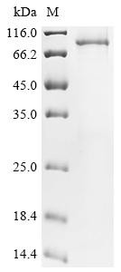 Mitofusin-2 (MFN2), human, recombinant