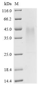 BCL2/adenovirus E1B 19 kDa protein-interacting protein 3 (Bnip3), recombinant mouse