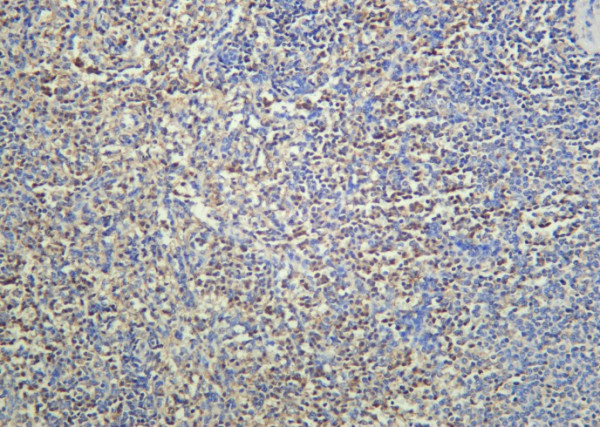 Anti-Recombinant cIAP2, clone 9D5