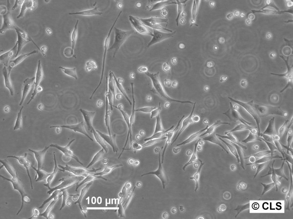 MEL-CLS-2 Cells