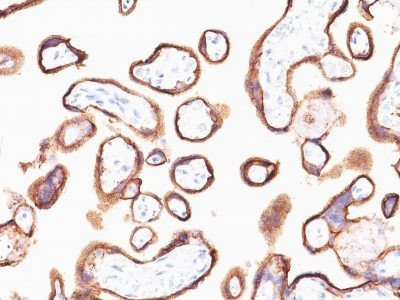 Anti-HCG-alpha(HCGa/53), CF568 conjugate, 0.1mg/mL