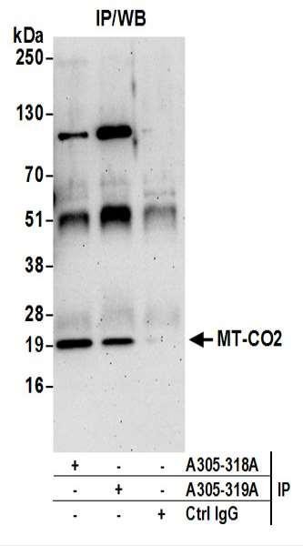 Anti-MT-CO2