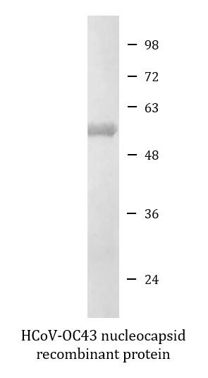 HCoV-OC43 nucleocapsid recombinant protein