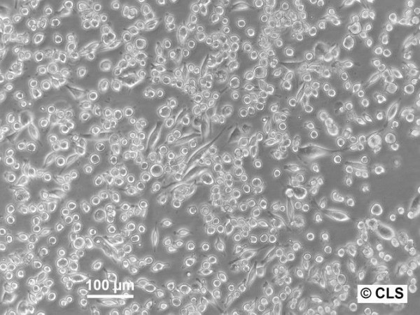 WEHI-164 Cells