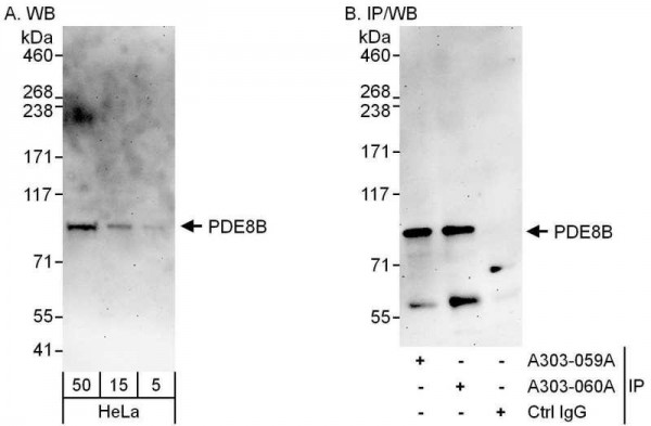 Anti-PDE8B