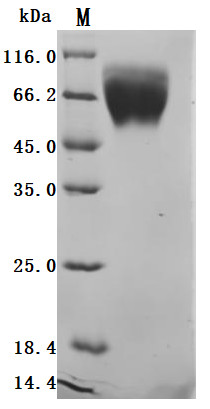 Trophoblast glycoprotein (TPBG), partial (Active), human, recombinant