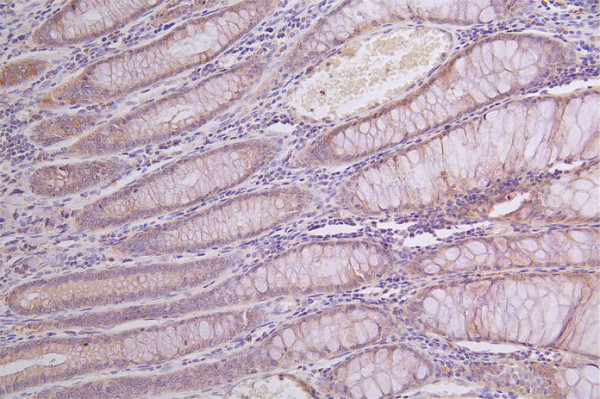 Anti-GLA Recombinant Monoclonal, clone 30H11