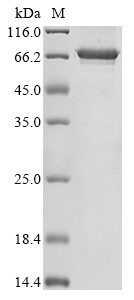 DnaJ homolog subfamily C member 5 (DNAJC5), Biotinylated, human, recombinant