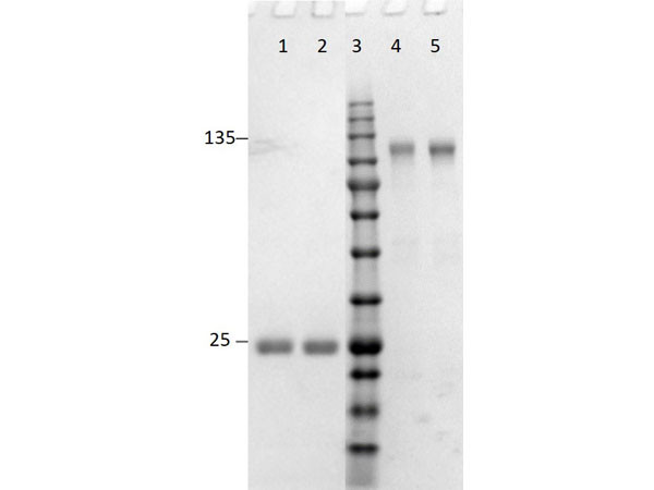 Anti-Rabbit IgG (H&amp;L) [Goat] Min X Bv Hs Hu Ms Rt &amp; Sh serum proteins F(ab')2 fragment