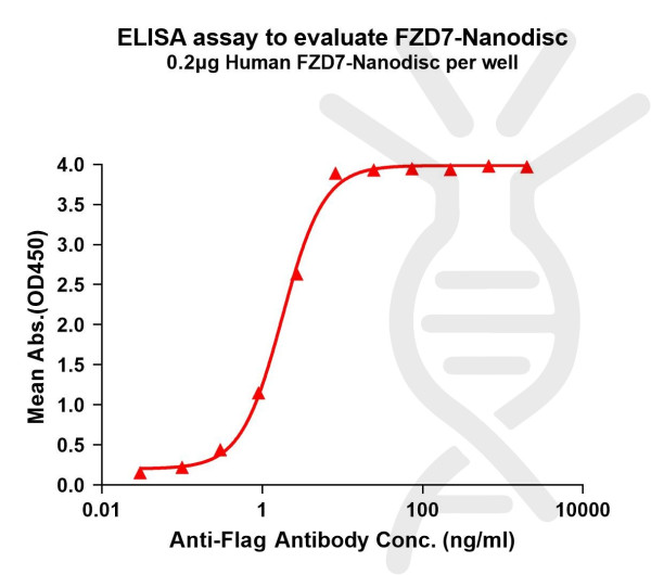 FZD7 (human) full length protein-synthetic nanodisc