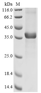 Epoxide hydrolase 4 (EPHX4), human, recombinant