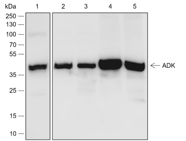 Anti-Recombinant ADK, clone A564