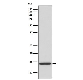 Anti-IL-4, clone AADD-9