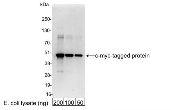 Anti-c-myc