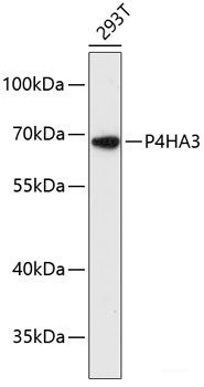 Anti-P4HA3