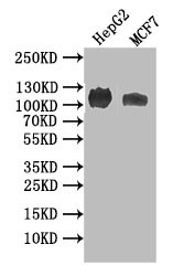 Anti-NPR2 Recombinant Monoclonal, clone 19C7