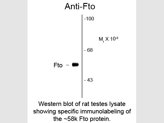 Anti-FTO (Fat mass and obesity related protein), clone 5-2H10