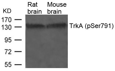 Anti-phospho-TrkA (Ser791)