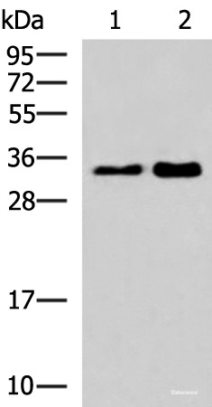 Anti-HNRNPA1L2