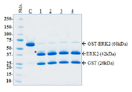 HRV 3C Protease