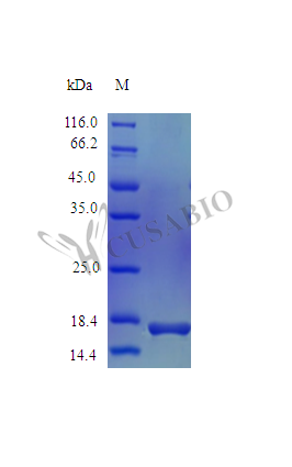 Tumor necrosis factor protein (TNF), partial (Active), Rhesus Macaque, recombinant