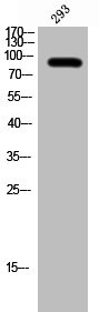 Anti-BCL6