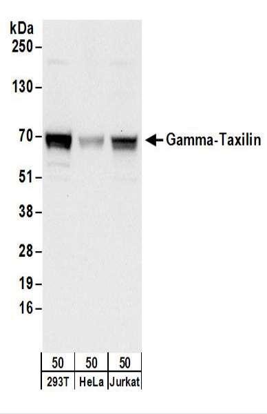 Anti-Gamma-Taxilin