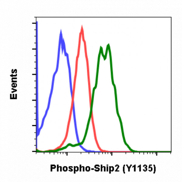 Anti-phospho-Ship2 (Tyr1135) (Clone: 1D2) rabbit mAb