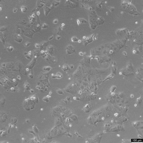 JEG-3 Cells