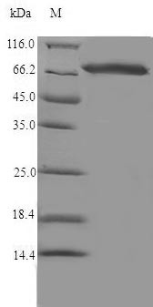 Steroid 17-alpha-hydroxylase/17,20 lyase (Cyp17a1), rat, recombinant