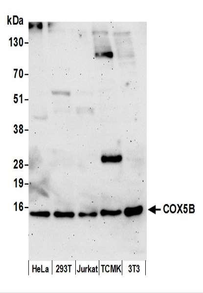 Anti-COX5B