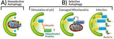 autophagy