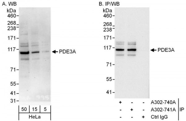 Anti-PDE3A