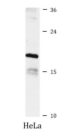 Anti-ARPC5L