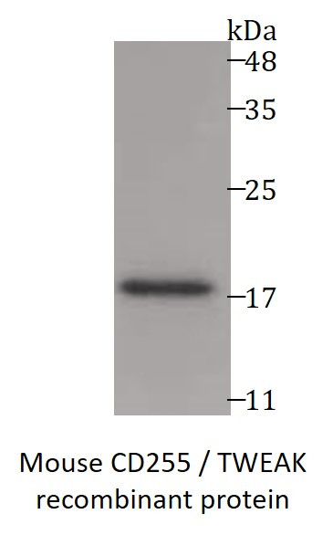 Mouse CD255 / TWEAK recombinant protein (Active) (His-tagged)