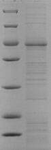 Endothelin-1 receptor (EDNRA), human, recombinant