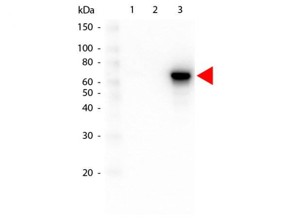 Anti-AKT3 Fluorescein Conjugated, clone 25F6.F6.D8