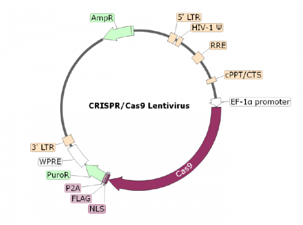 LAG3 CRISPR/Cas9 Lentivirus (Integrating)