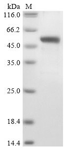 Meteorin-like protein (METRNL), human, recombinant